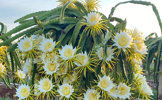 Increasing yields and rising local demand have resulted in a good season for dragon fruit farmers. Harvest started in November and will wrap up by May.