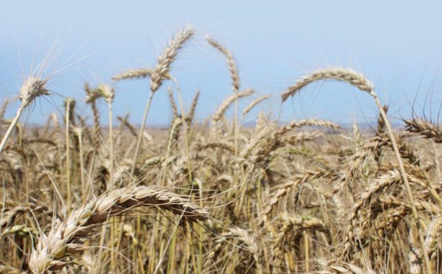 Farmers intend to plant 542 600ha of wheat in the 2023 production season, 4% less than last season’s 566 800ha, according to the latest report by the Crop Estimates Committee.